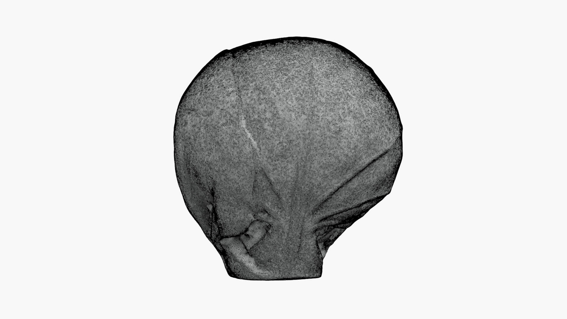 Brussels Sprout Half 03 - For 3D Print 3D Model
