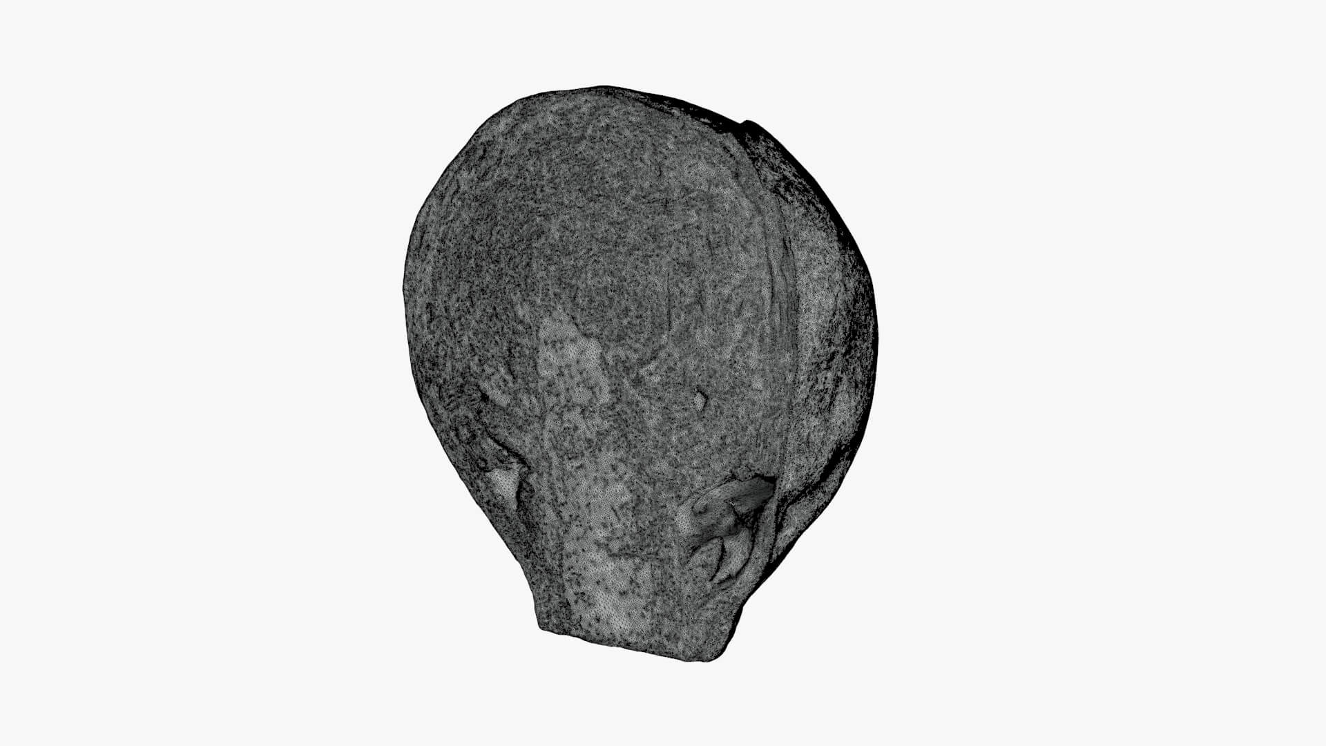 Brussels Sprout Half 03 - For 3D Print 3D Model