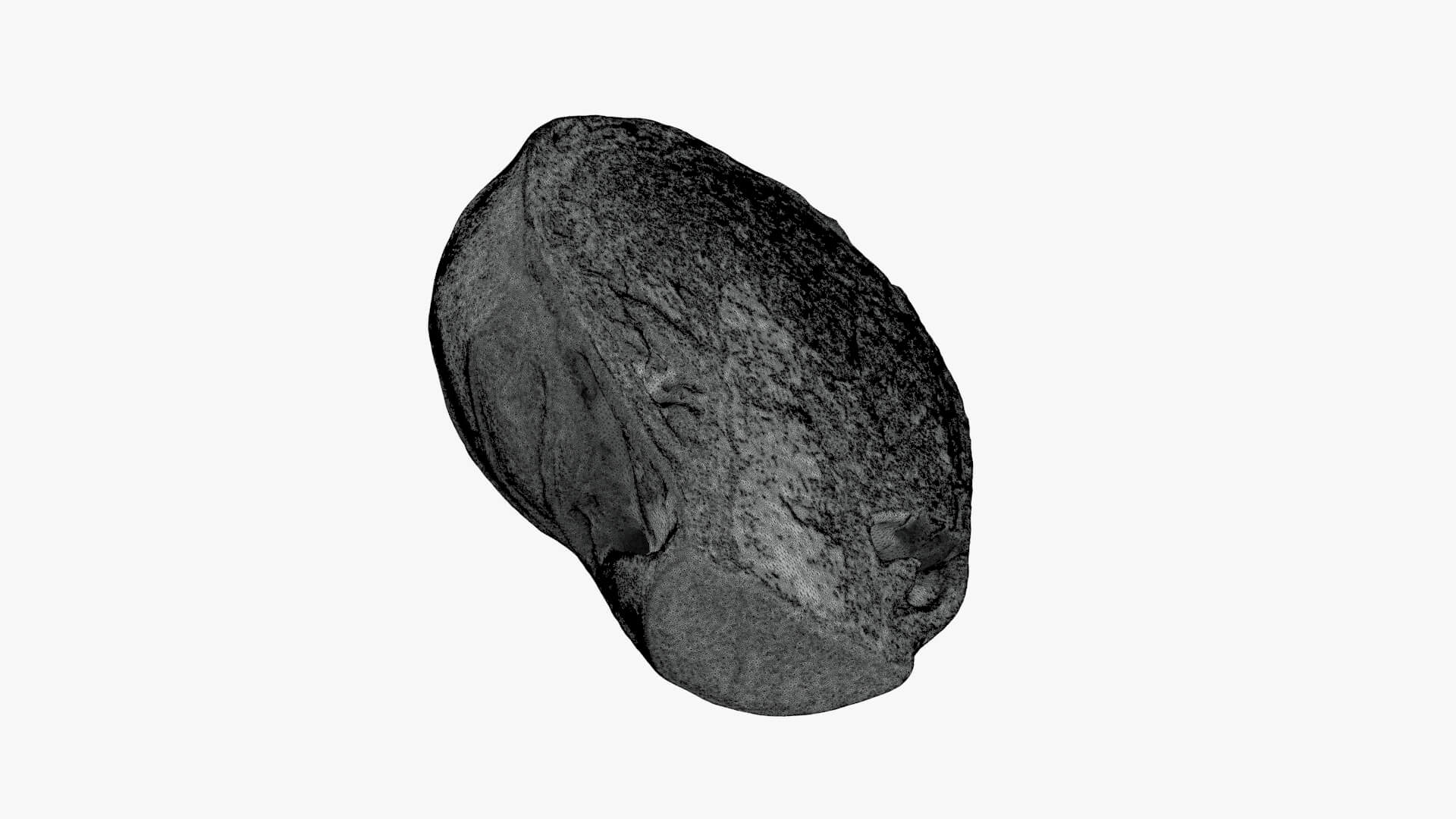 Brussels Sprout Half 03 - For 3D Print 3D Model