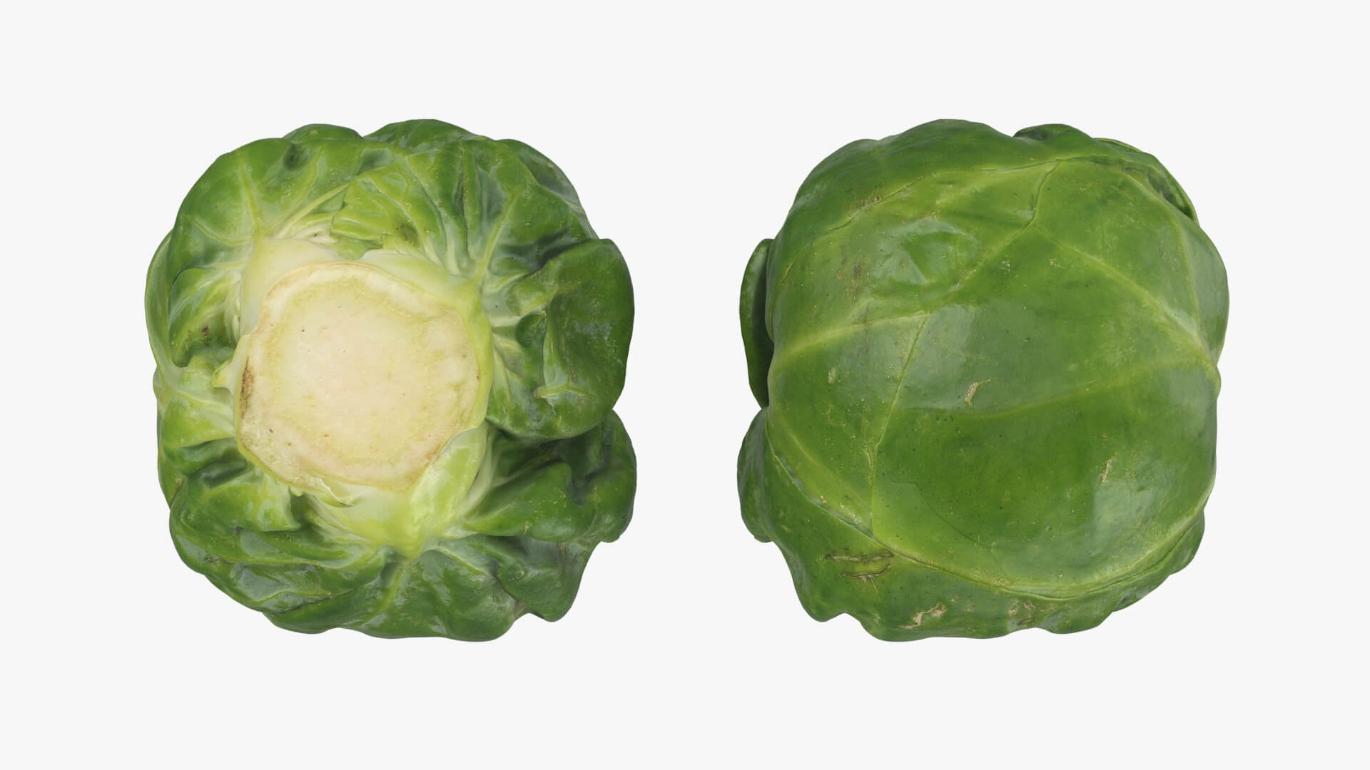 Brussels Sprouts 3D Model