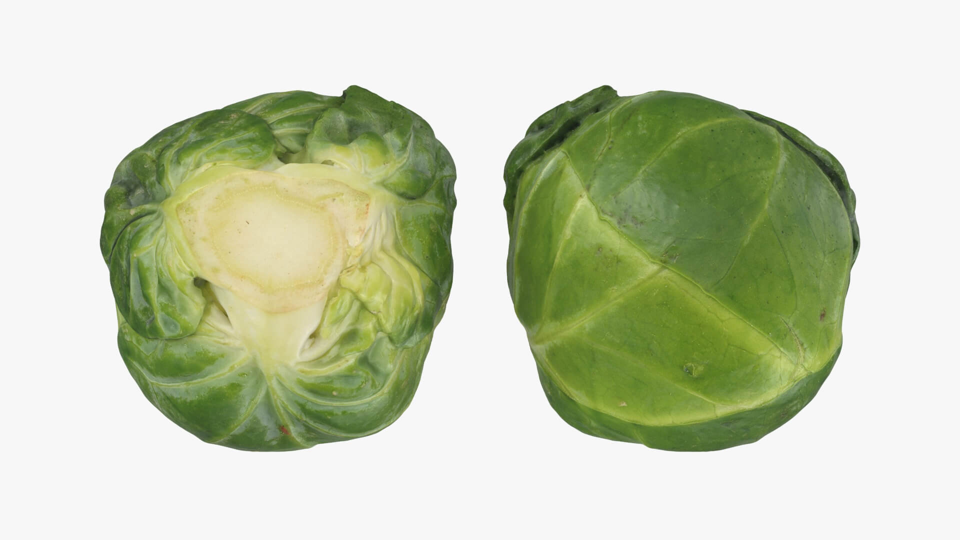 Brussels Sprouts 3D Model
