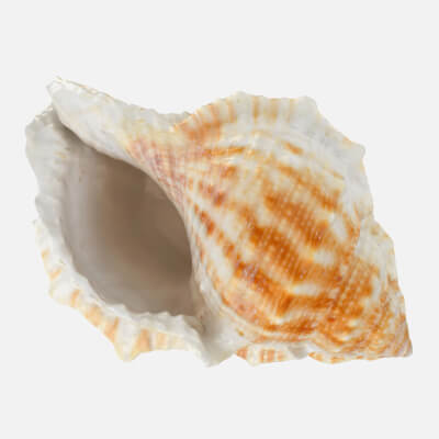 Bufonaria Rana