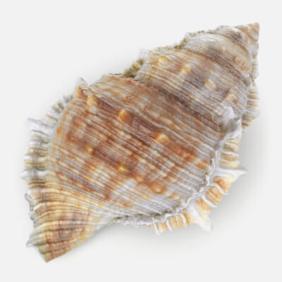 Bursa Spinosa Shell - 3D Scanned