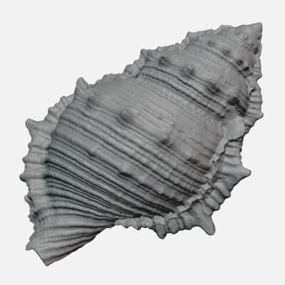 Bursa Spinosa Shell - For 3D Print