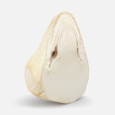 Half Straw Mushroom 01