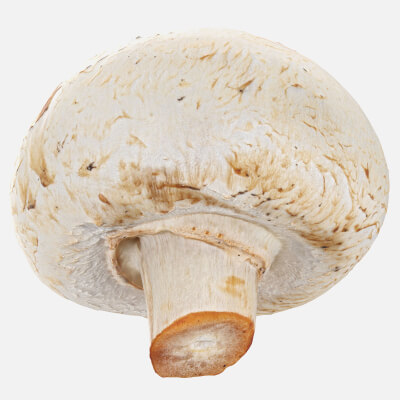 Champignon Mushroom 01