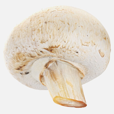 Champignon Mushroom 03
