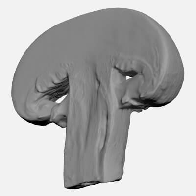 Champignon Mushroom Slice - For 3D Print