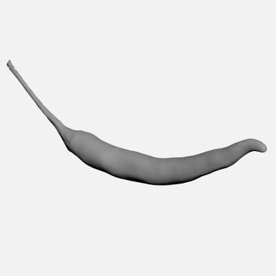 Chili Pepper 02 - For 3D Print