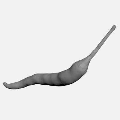 Chili Pepper 03 - For 3D Print