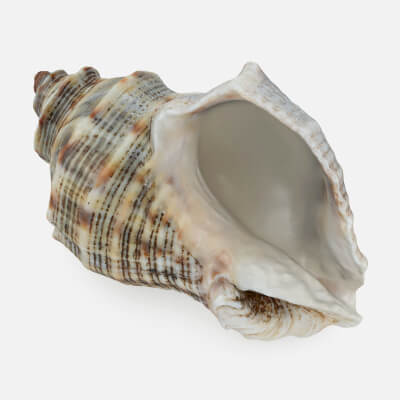 Cockleshell 2