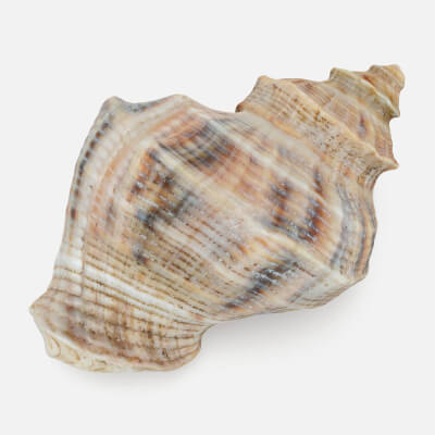 Realistic Cockleshell