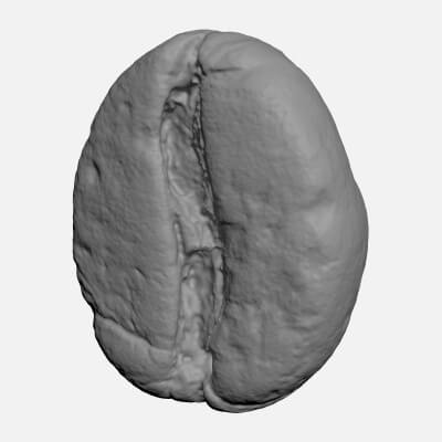 Coffee Bean 04 - For 3D Print