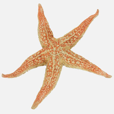 Common Starfish 01