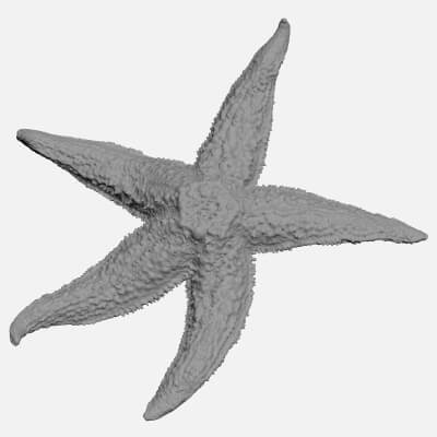 Common Starfish 02 - For 3D Print