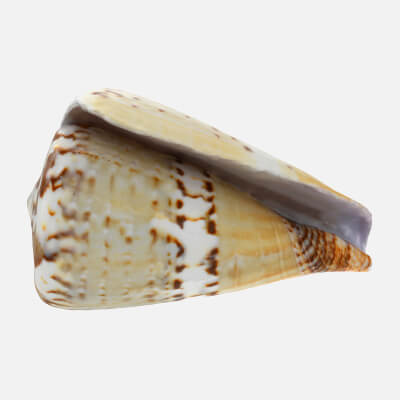 Conus Capitaneus