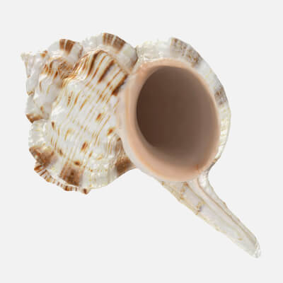 Cymatium Caudatum