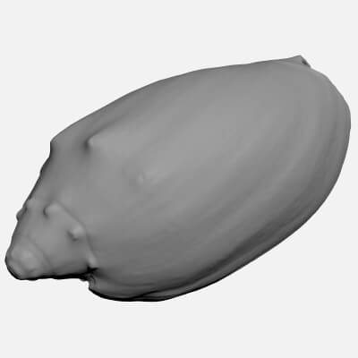 Cymbiola Mariaemma - For 3D Print