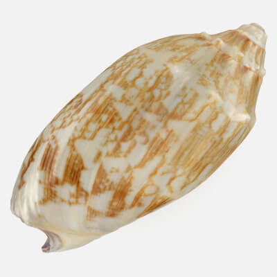 Cymbiola Mariaemma