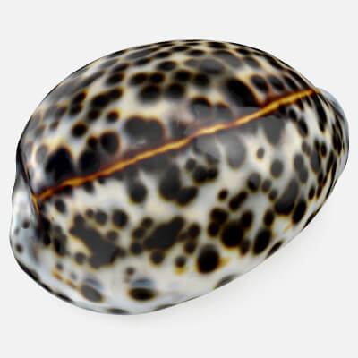 Cypraea Tigris