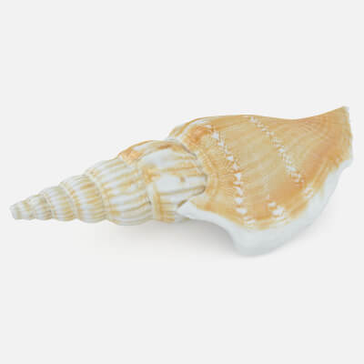 Doxander Vittatus
