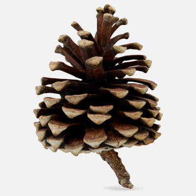 Dried Pine Cone 01