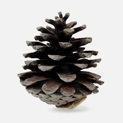 Dried Pine Cone 02