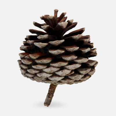 Dried Pine Cone 03
