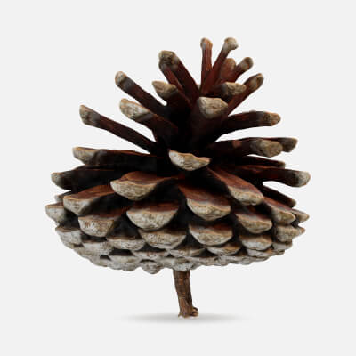 Dried Pine Cone 04