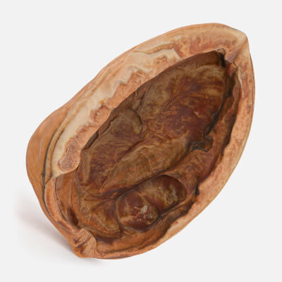 Empty Walnut Shell