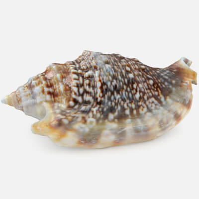 Euprotomus Aurisdianae