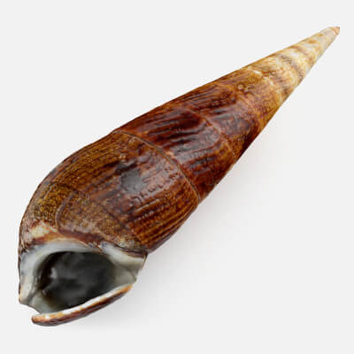 Realistic Faunus Ater