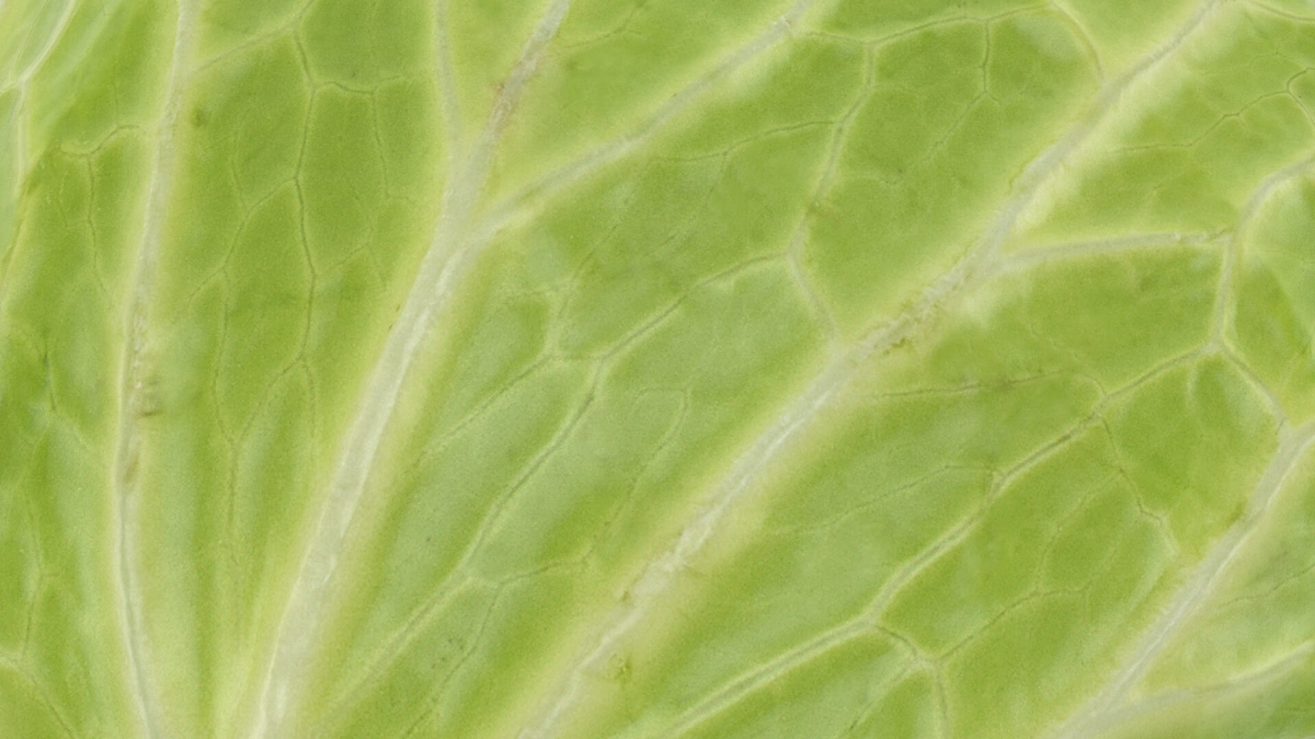 Flat Cabbage - 3D Scanned 3D Model