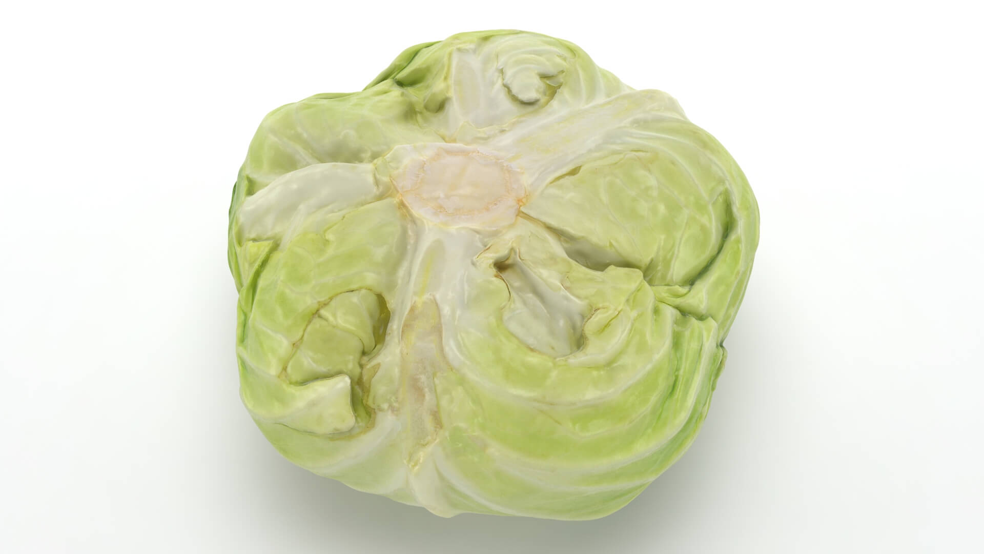 Flat Cabbage - 3D Scanned 3D Model