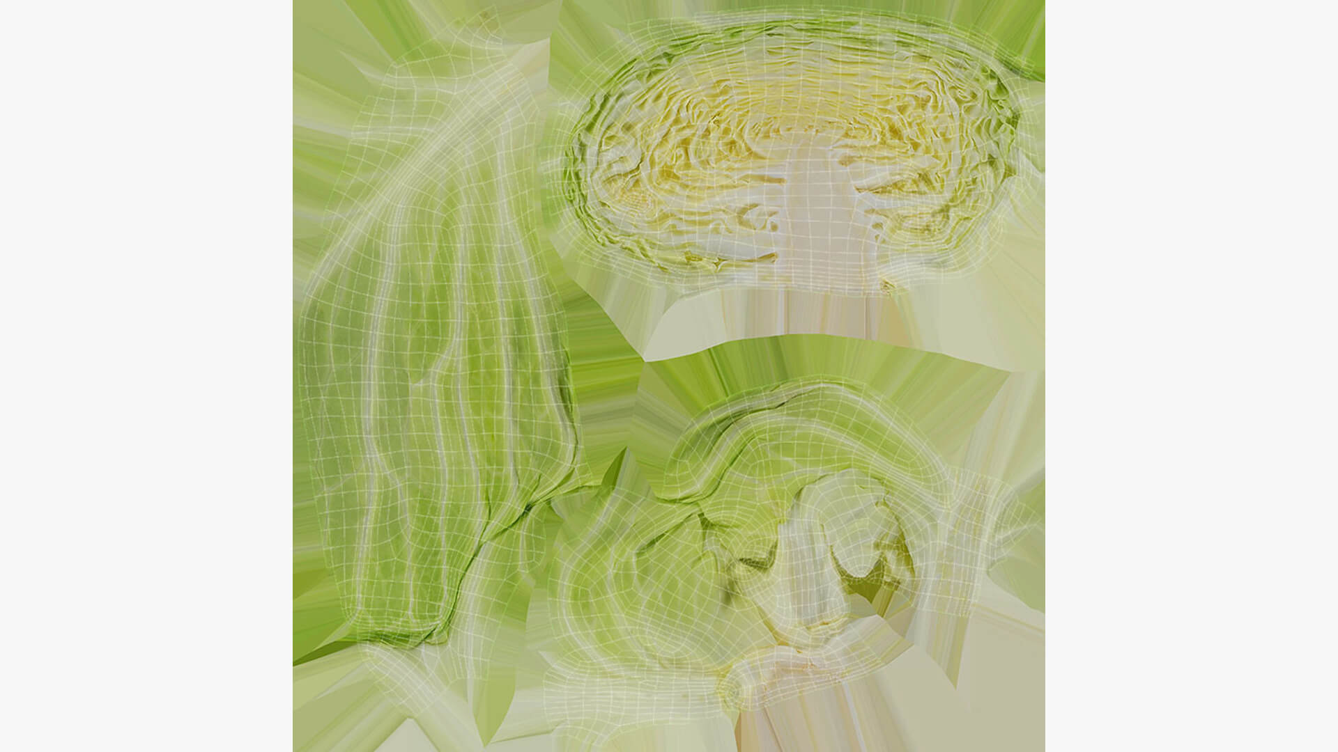 Flat Cabbage Half - 3D Scanned 3D Model