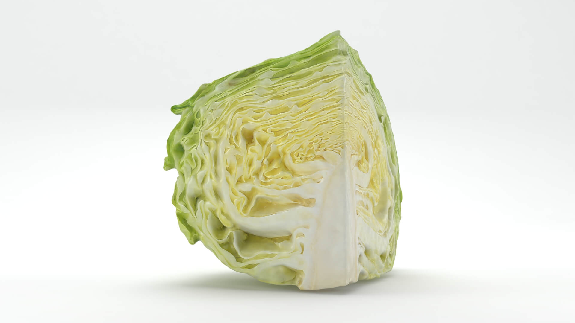 Flat Cabbage Slice - 3D Scanned 3D Model