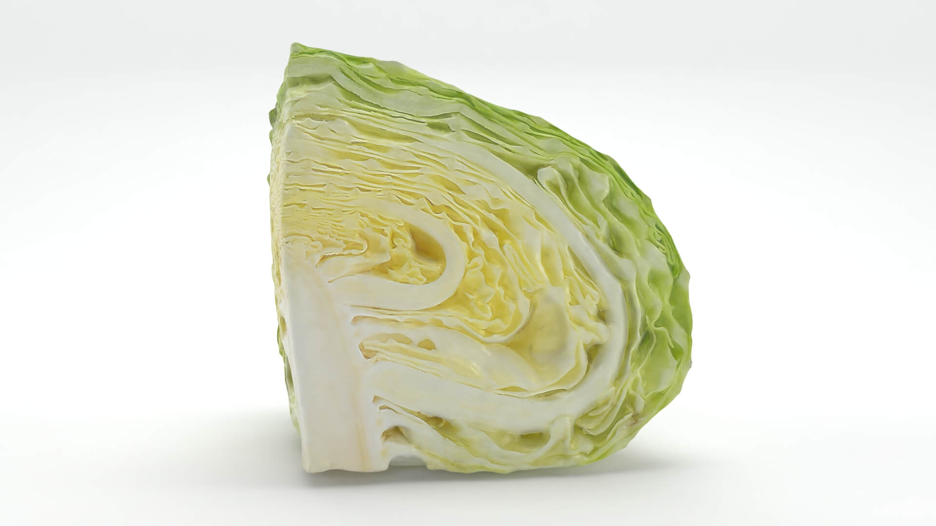 Flat Cabbage Slice - 3D Scanned 3D Model