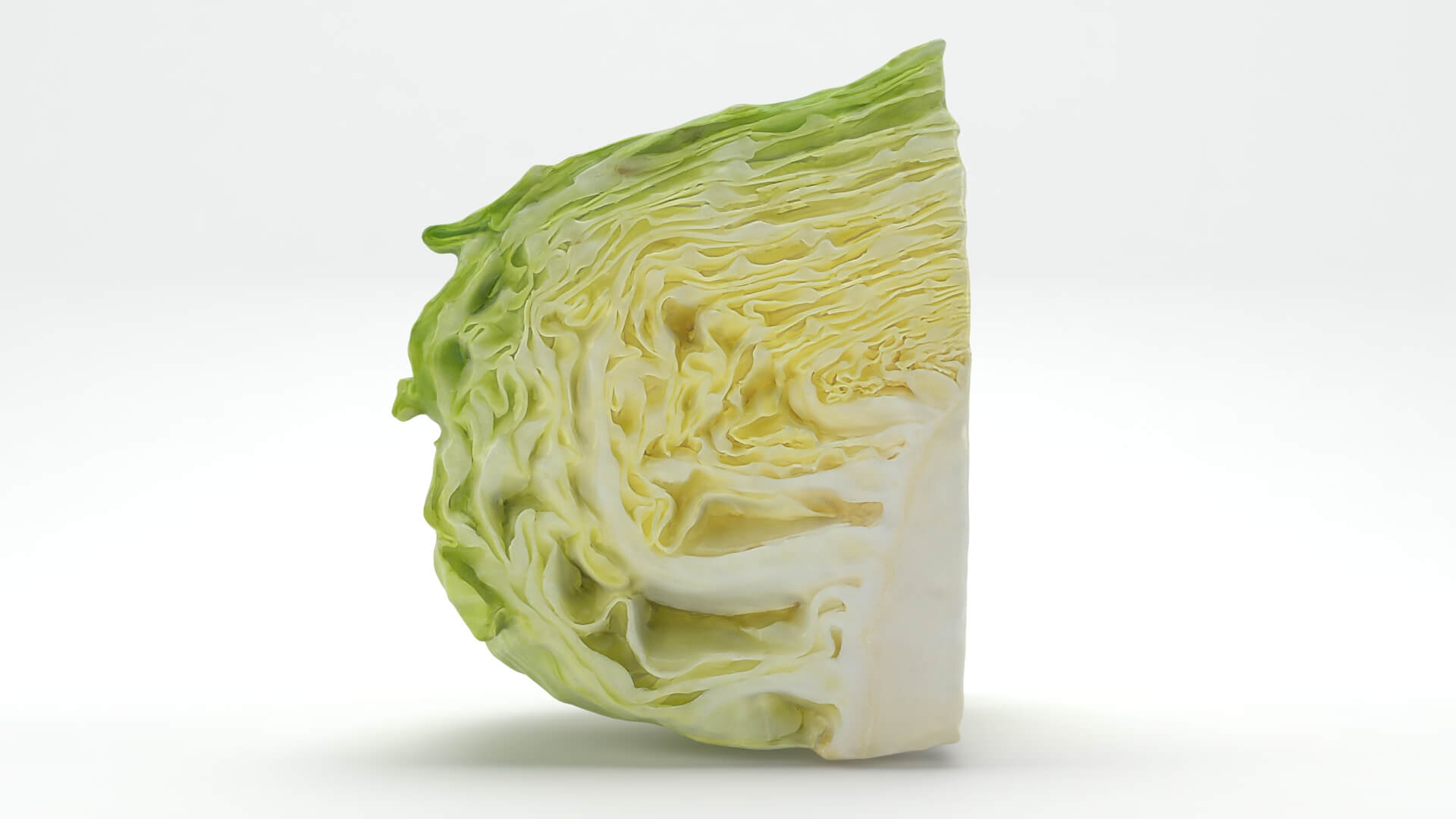 Flat Cabbage Slice - 3D Scanned 3D Model