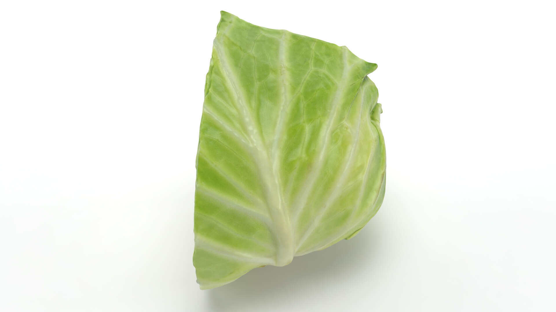 Flat Cabbage Slice - 3D Scanned 3D Model