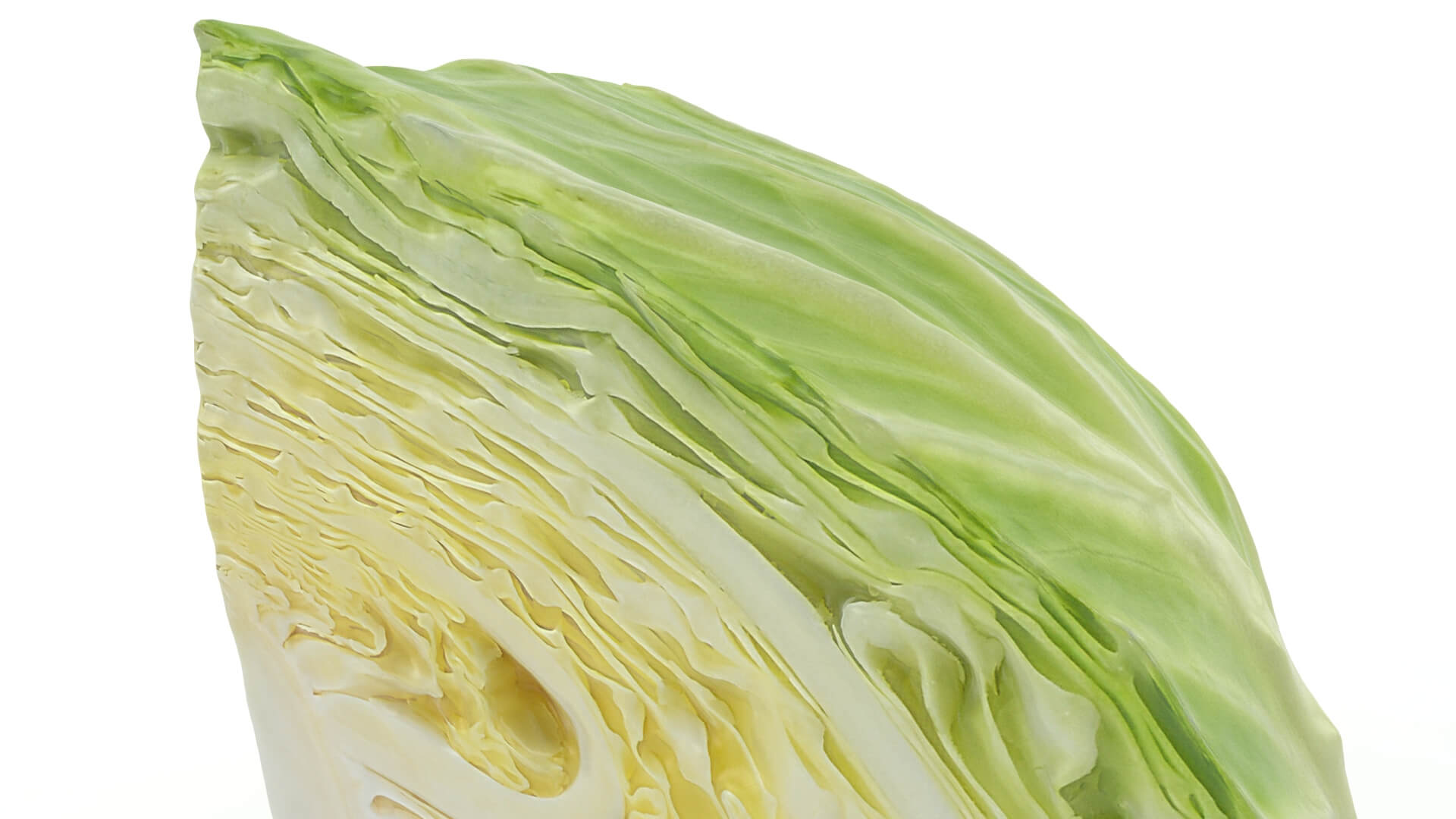 Flat Cabbage Slice - 3D Scanned 3D Model