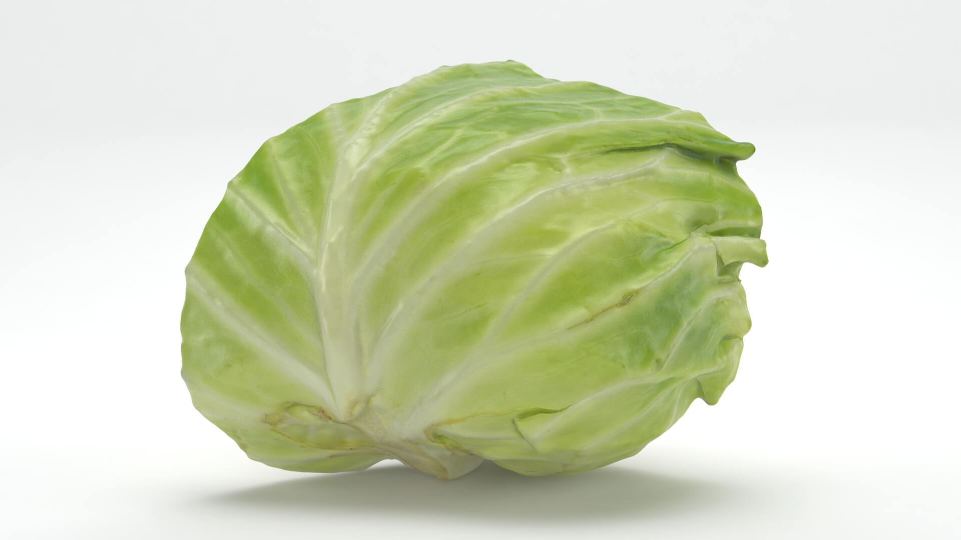 Flat Cabbage Slice - 3D Scanned 3D Model