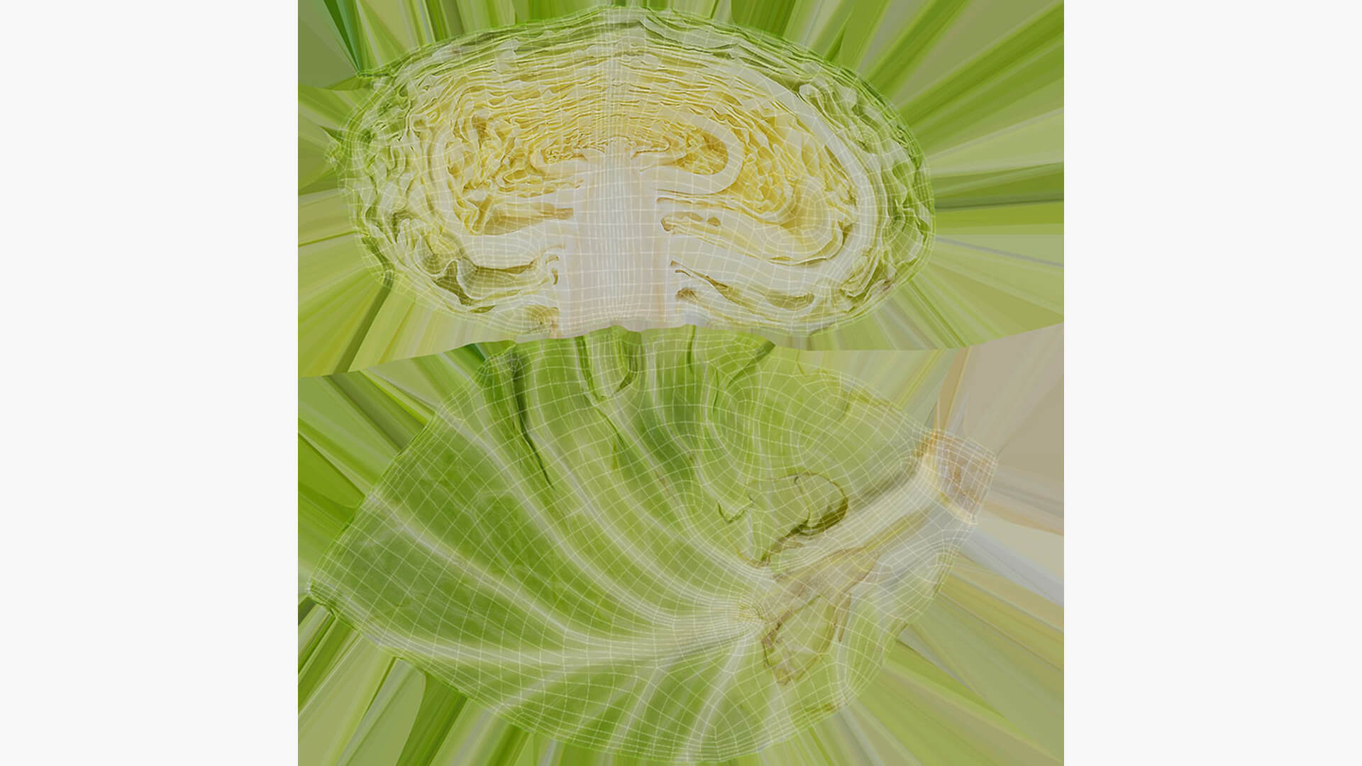 Flat Cabbage Slice - 3D Scanned 3D Model