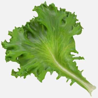 Frillice Iceberg Leaf
