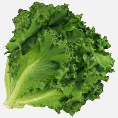 Frillice Iceberg Lettuce