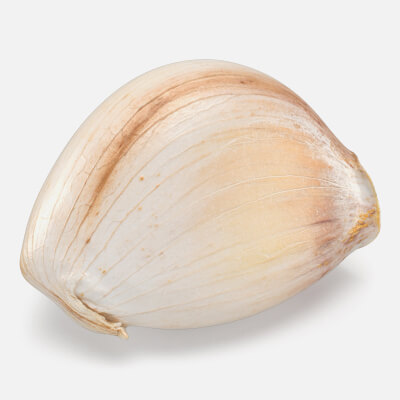 Garlic Clove 01