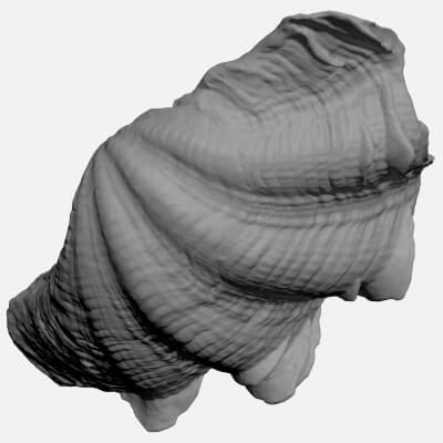 Giant Clam Shell Half 01 - For 3D Print