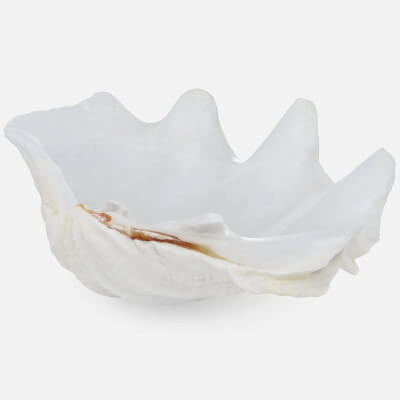Giant Clam Shell Half 01