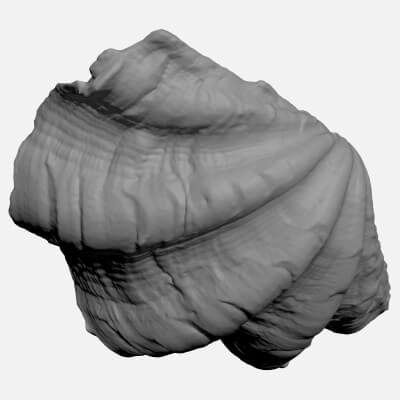 Giant Clam Shell Half - For 3D Print