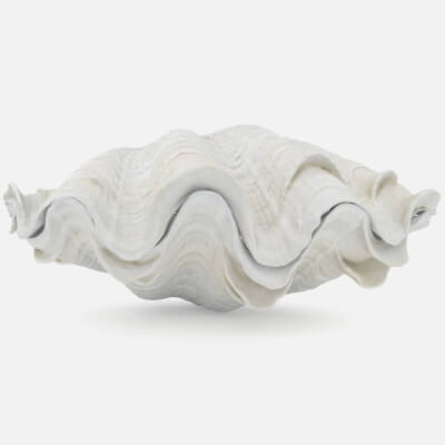 Giant Clam Shell