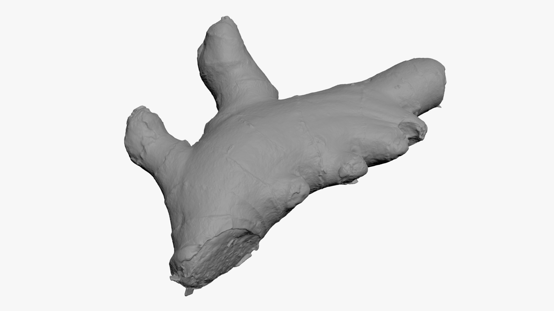 Ginger Root 01 - For 3D Print 3D Model